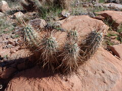 Echinocereus engelmannii engelmannii