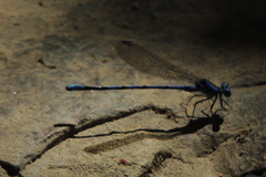 Argia vivida