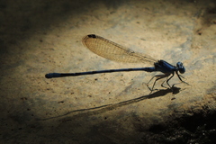 Argia vivida