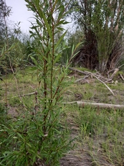 Salix udensis