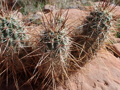 Echinocereus engelmannii engelmannii