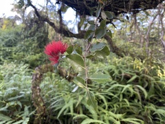 Metrosideros collina