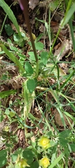 Orchis olbiensis