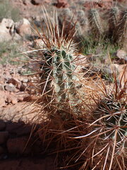 Echinocereus engelmannii engelmannii