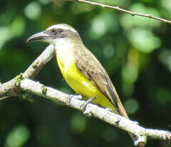 Megarynchus pitangua