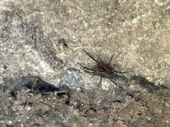 Lycosoidea