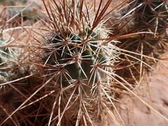 Echinocereus engelmannii engelmannii
