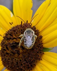 Apinae