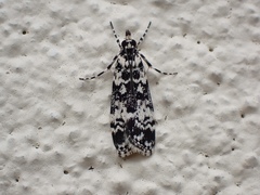 Scoparia exhibitalis