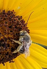 Apinae