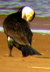 Phalacrocorax carbo lucidus