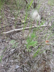 Pulsatilla dahurica