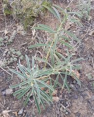 Thermopsis mongolica
