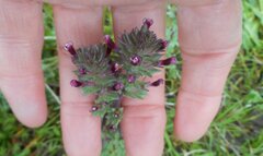 Parentucellia latifolia