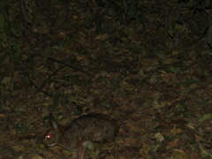 Sylvilagus brasiliensis