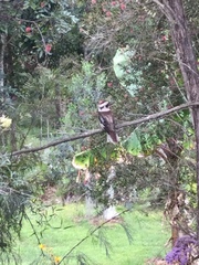 Dacelo novaeguineae novaeguineae