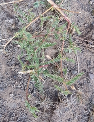 Astragalus chinensis