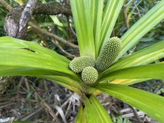Freycinetia arborea