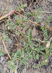 Astragalus chinensis