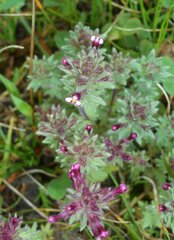 Parentucellia latifolia