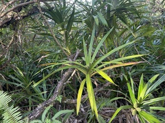 Freycinetia arborea
