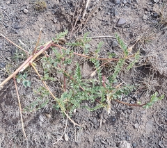Astragalus chinensis