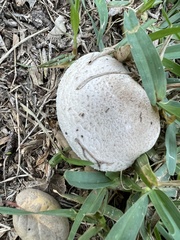 Leucoagaricus barssii