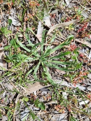 Plantago coronopus