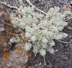 Artemisia rutifolia