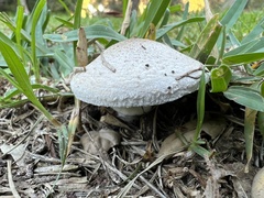Leucoagaricus barssii