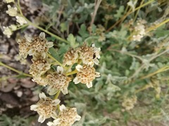 Parthenium