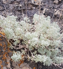 Artemisia rutifolia