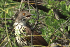 Toxostoma longirostre