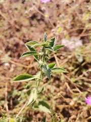 Ditaxis serrata