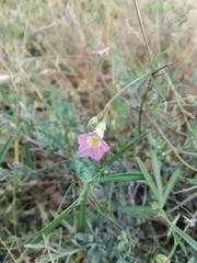 Ipomoea costellata