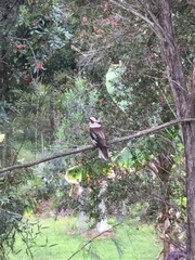 Dacelo novaeguineae novaeguineae