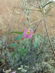 Ipomoea costellata