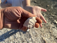 Sinistrofulgur pulleyi