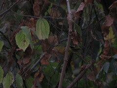 Myiothlypis bivittata