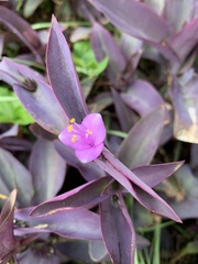 Tradescantia pallida