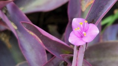 Tradescantia pallida