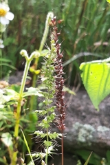 Setaria