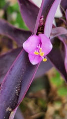 Tradescantia pallida