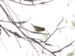 Myioborus brunniceps