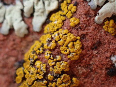 Candelariella rosulans