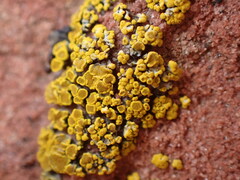 Candelariella rosulans