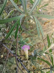 Ipomoea costellata