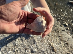 Sinistrofulgur pulleyi