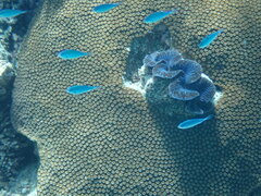 Tridacninae