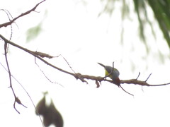 Myioborus brunniceps